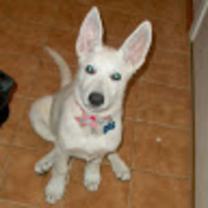 Meet your Posher, Bronwyns